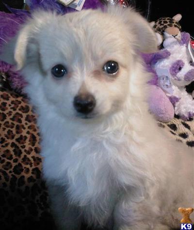 Toy Chihuahua Pups